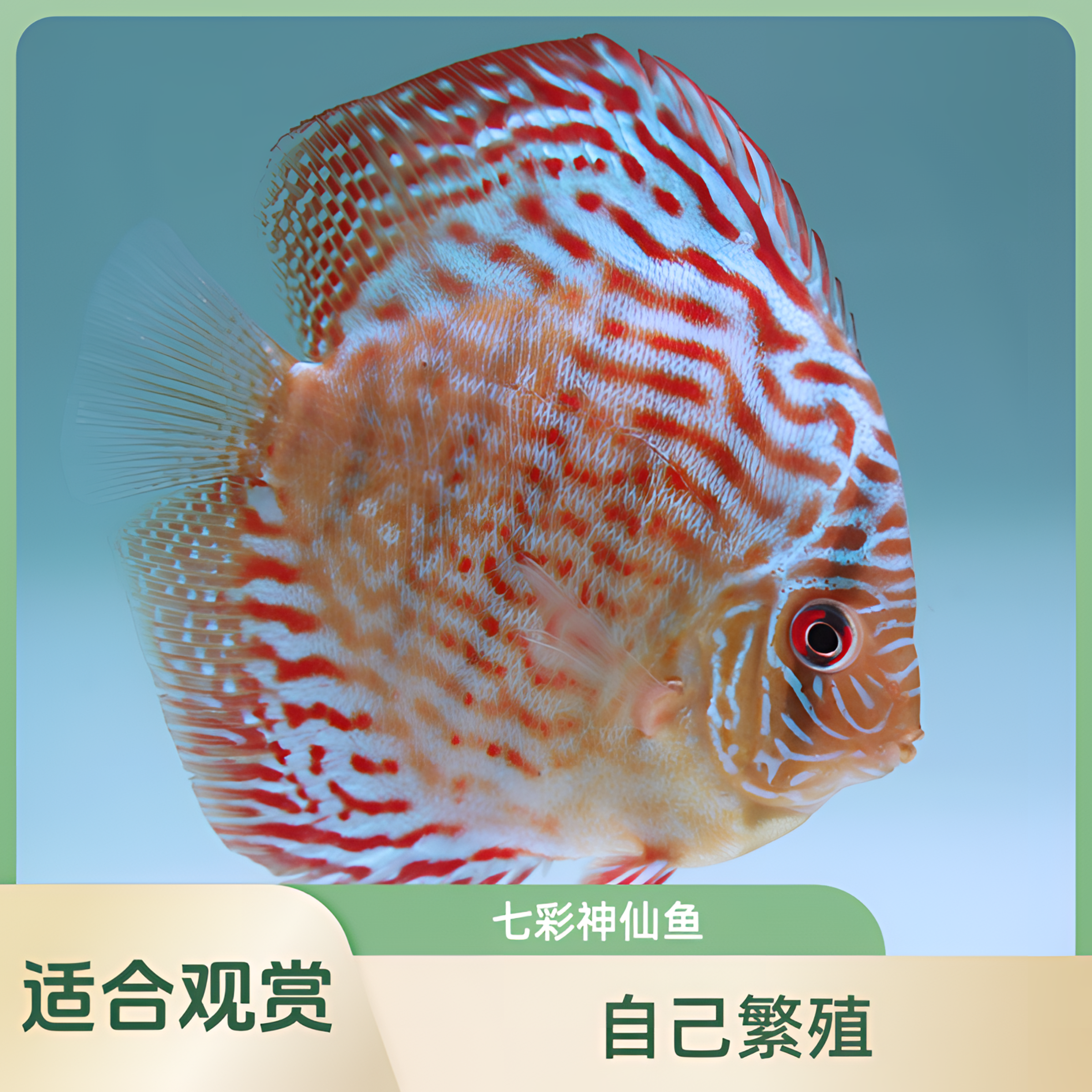 七彩神仙鱼压成（肉身尺寸11-13）