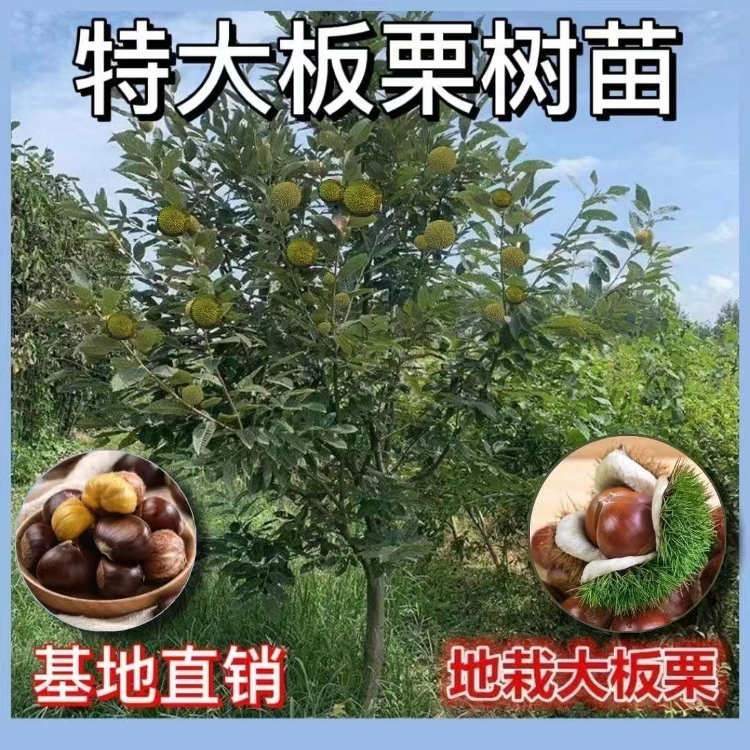 嫁接板栗皂角树树苗盆栽地栽南方北方种植耐寒带土发货果树苗木
