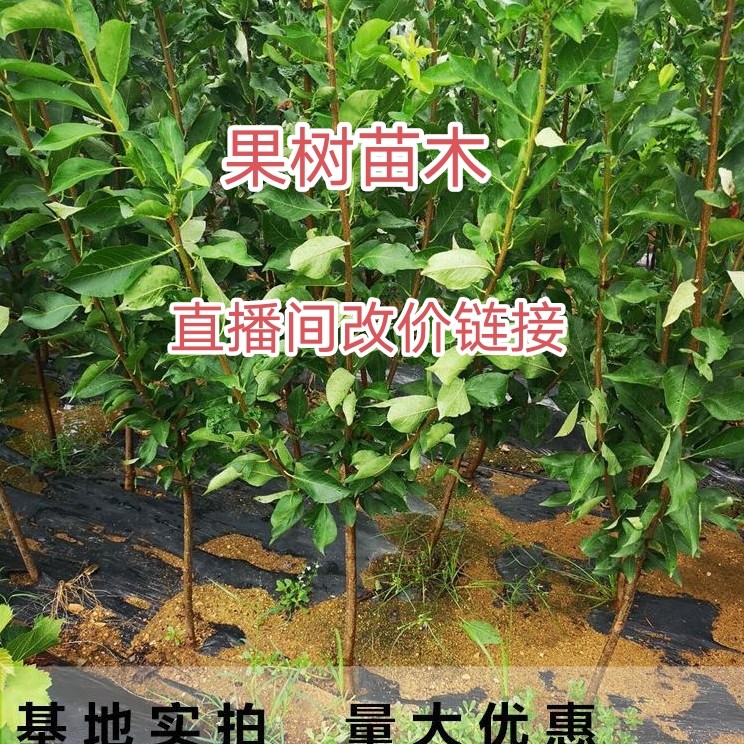 果树苗木直播间（一物一拍奇楠沉香猴面包树）