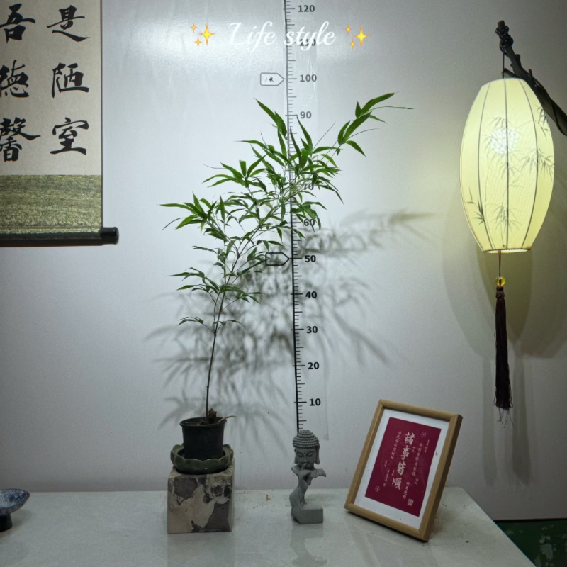 紫竹紫寒竹单杆弯飘茶桌书桌款竹盆栽桌面盆景观赏竹