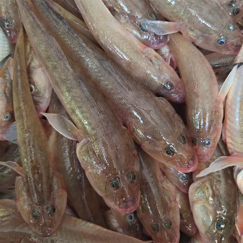 新鲜海捕沙光鱼5斤  连云港冷冻发货