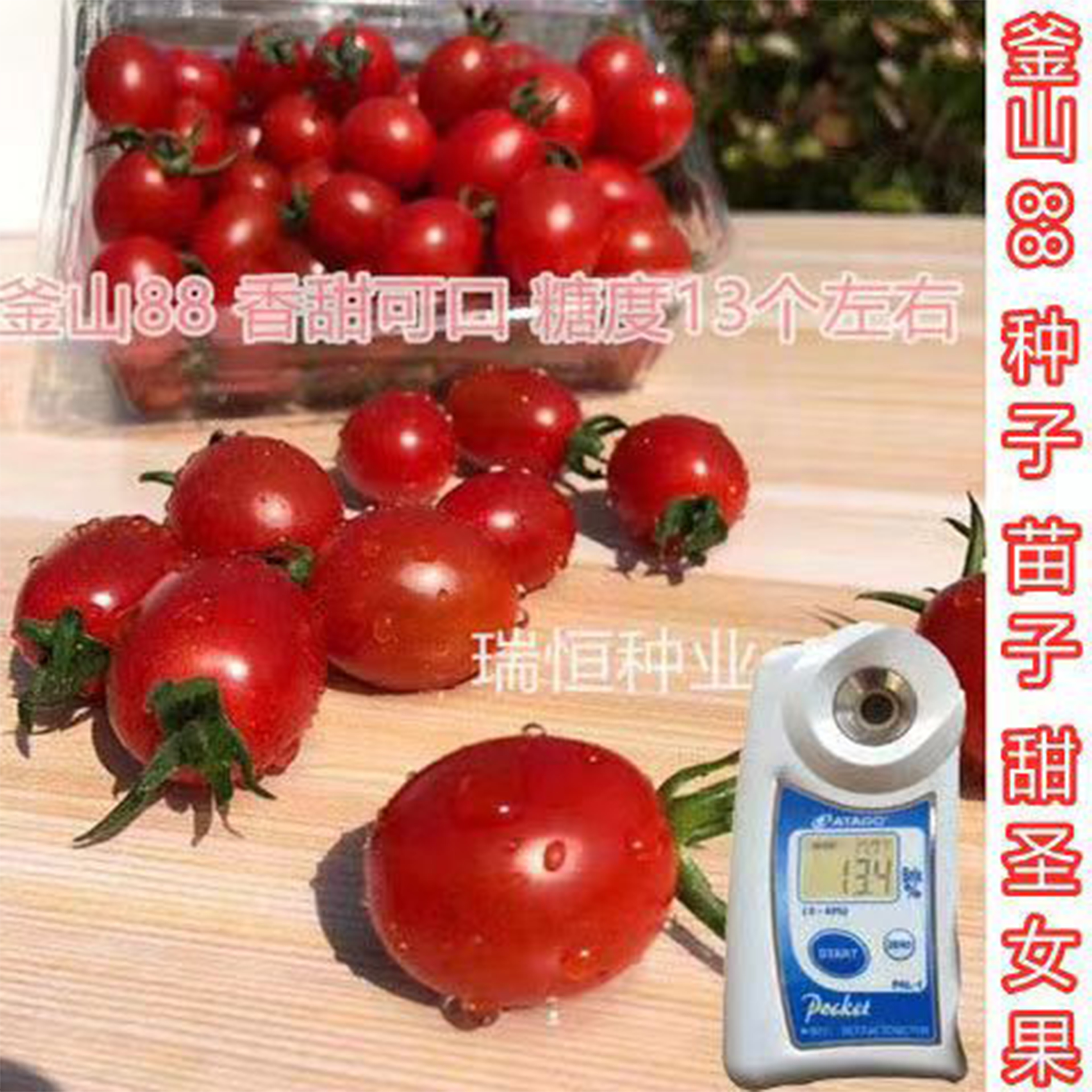 釜山88樱桃番茄种子圣女果苗口感小西红柿种子千禧脆甜小西红柿苗