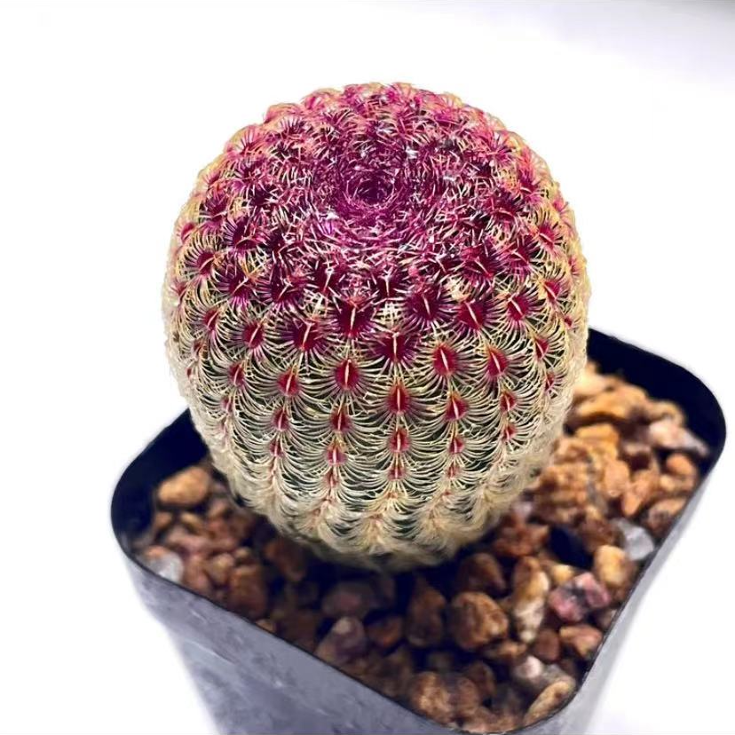 红太阳（满18包邮） 基地培养盆发货