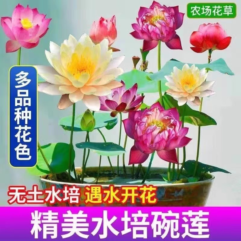 【7天发芽】无土水培碗莲花种子水养生植物睡莲荷花盆栽四季花卉