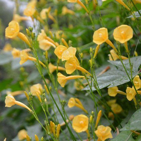 羽叶茑萝花种子庭院爬藤植物五角星花盆栽阳台四季易种活