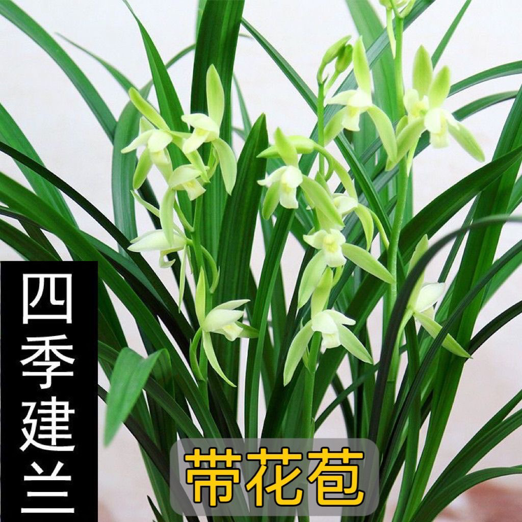 建兰 大凤素 浓香型 好养易活自家兰棚养植