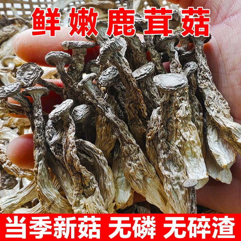 鹿茸菇干货鹿茸菌湖南特产食用菌香菇脆脆菇煲汤食材产地直销100g