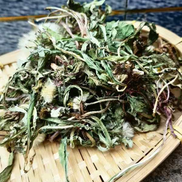  沂蒙山土特产蒲公英叶