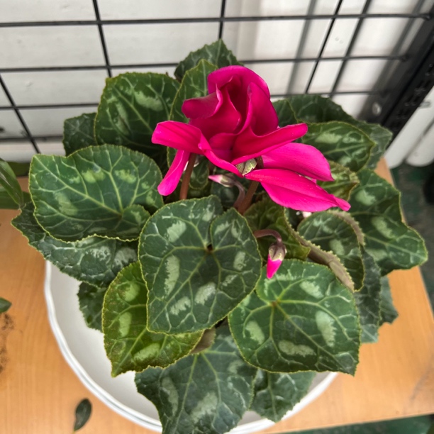 【新疆包邮】仙客来，红色 喜凉耐阴！花期长