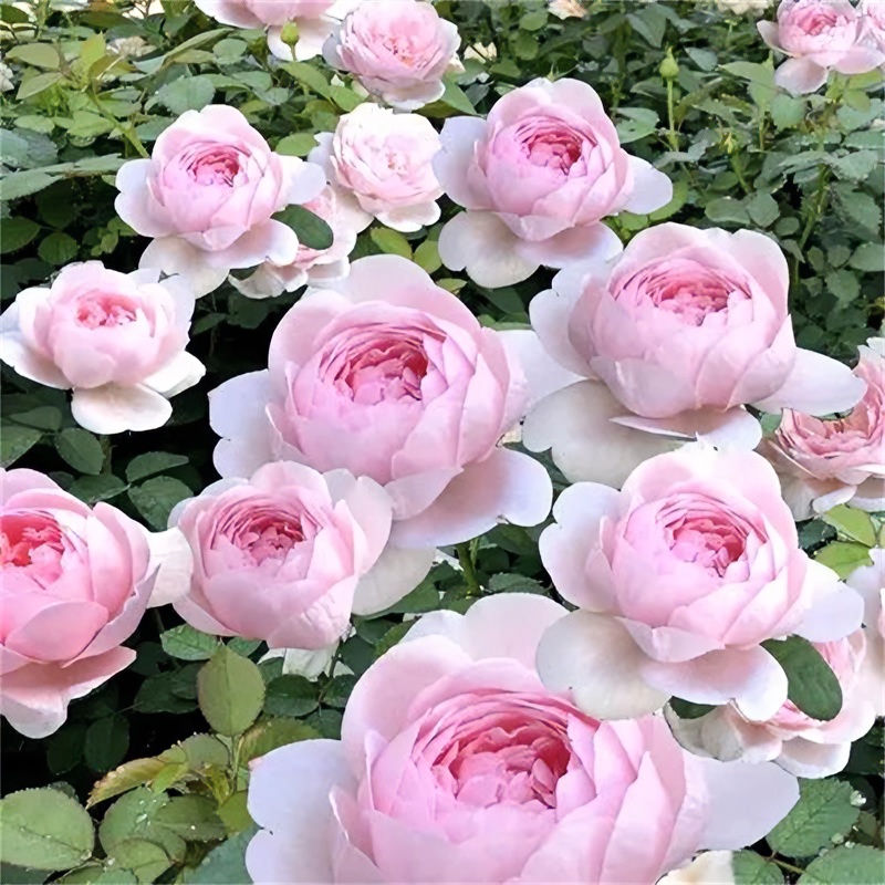 爬藤月季 瑞典女王