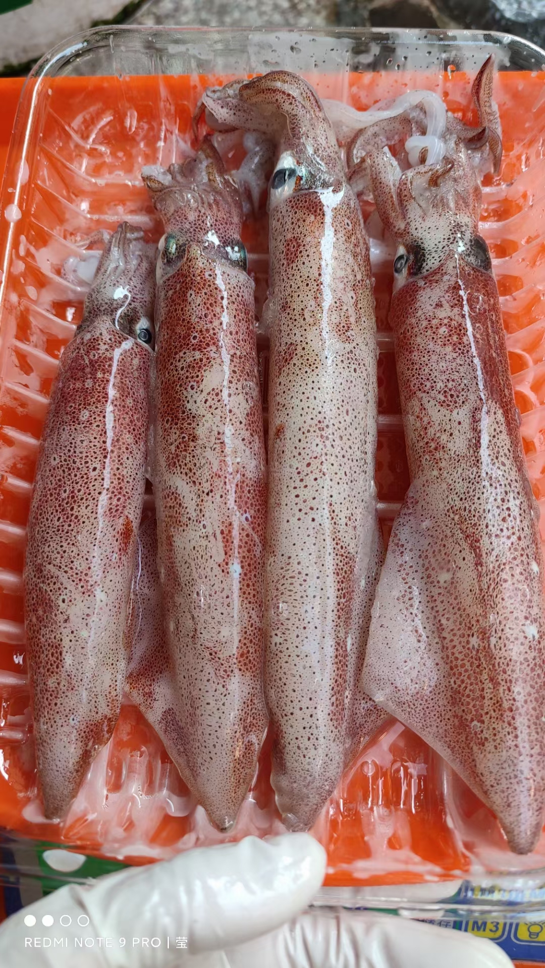 北部湾海捕新鲜鱿鱼 笔管  新鲜速冻顺丰发货