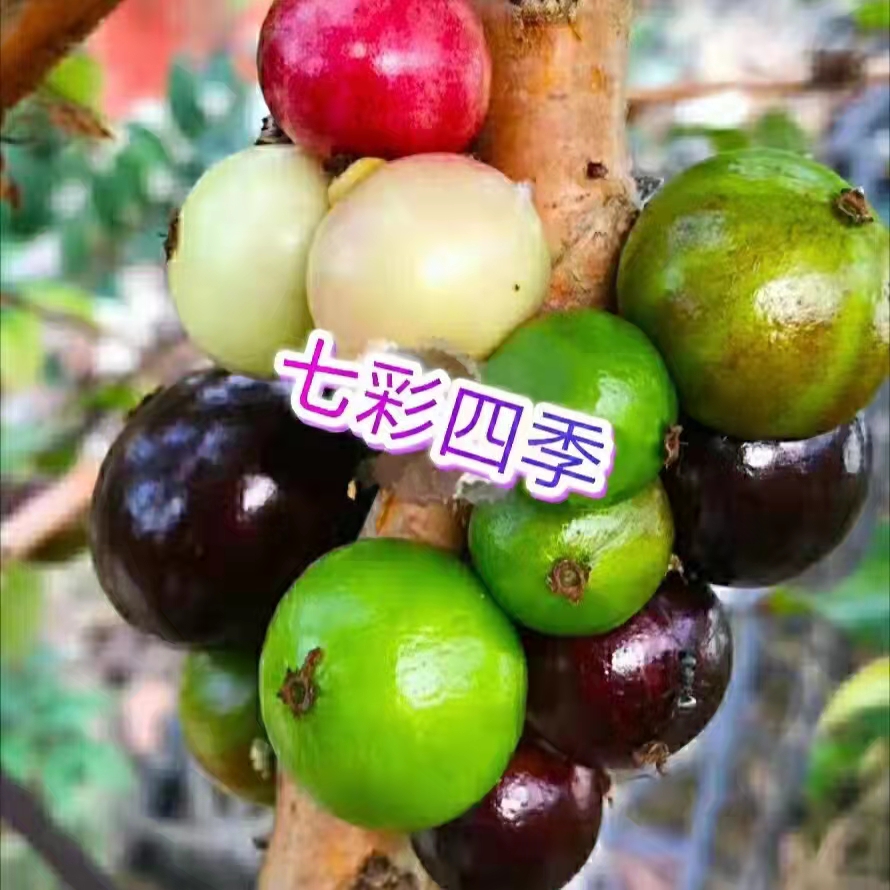 果树自选一物一拍