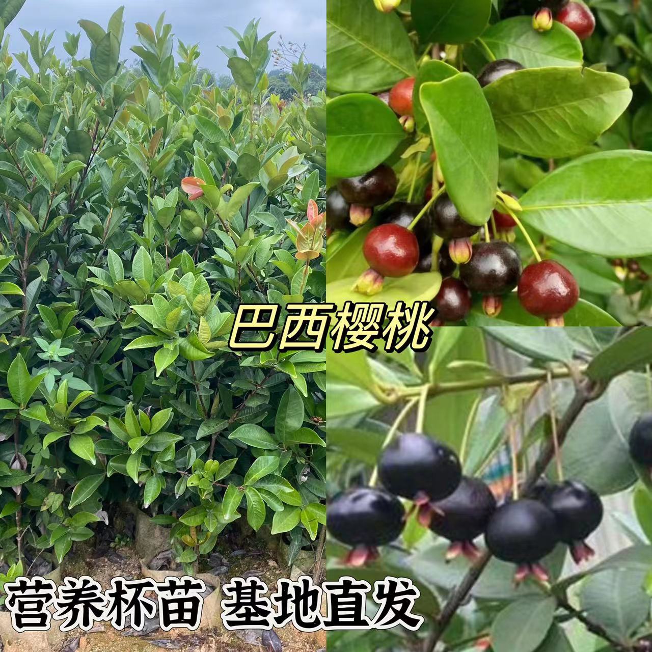 巴西樱桃营养杯苗常绿树品种树形好