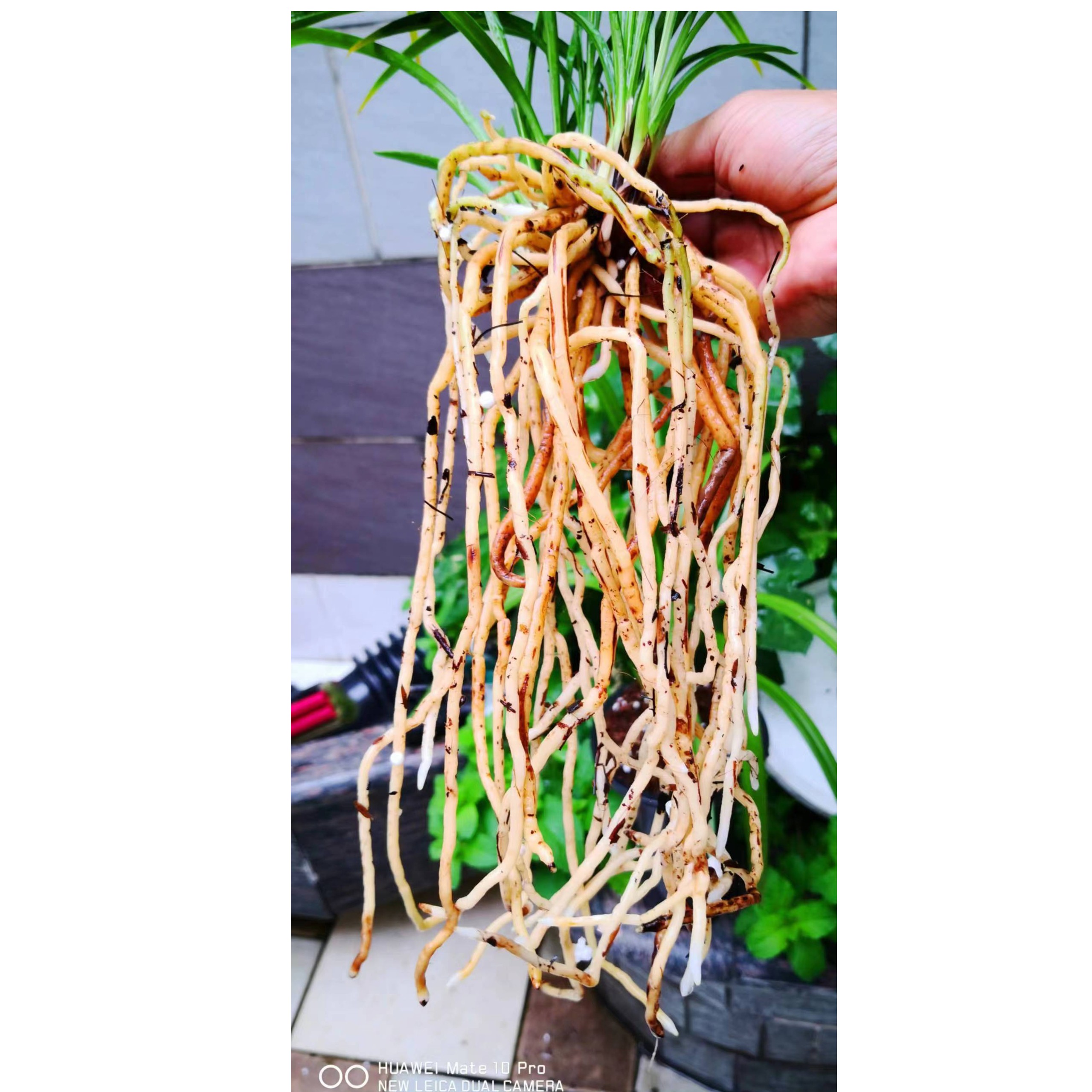  圣地兰苑，春兰，夏兰，兰花苗，一物一拍，仅直播间使用