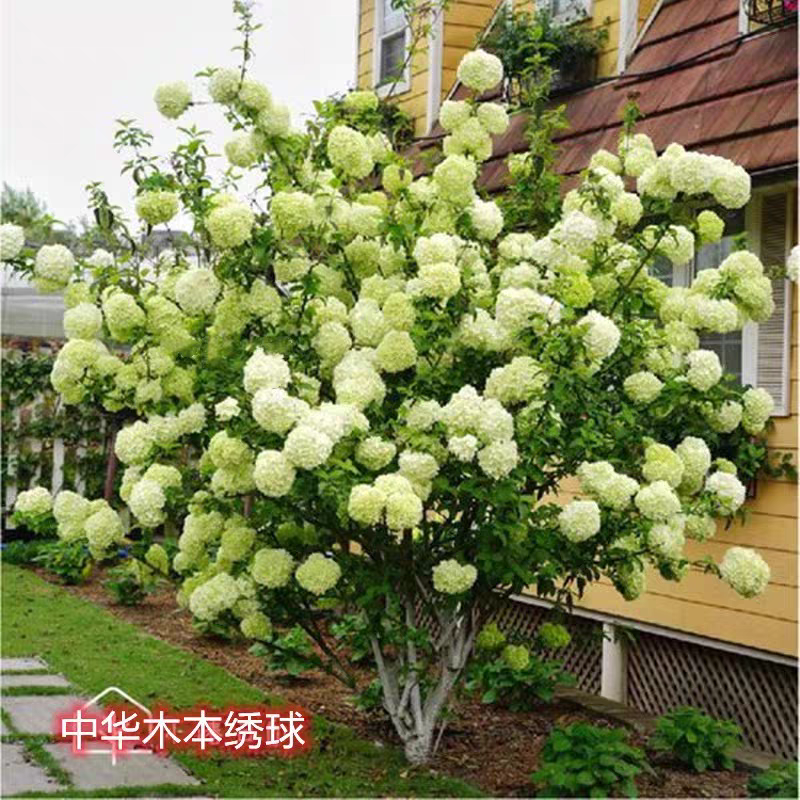 中华木绣球耐寒庭院别墅种植
