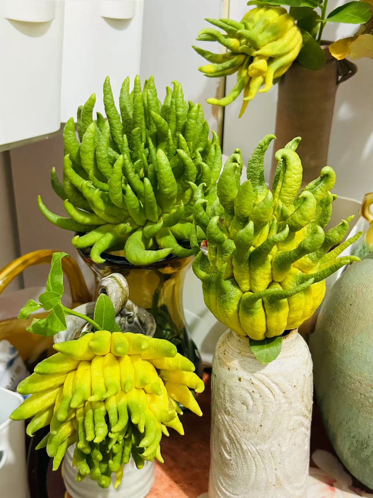 金华正宗金佛手  水培插花  观赏闻香  基地现剪