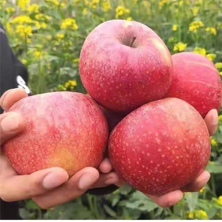 阿克苏冰糖心苹果】新鲜红富士丑苹果水整箱批发特级5/10斤