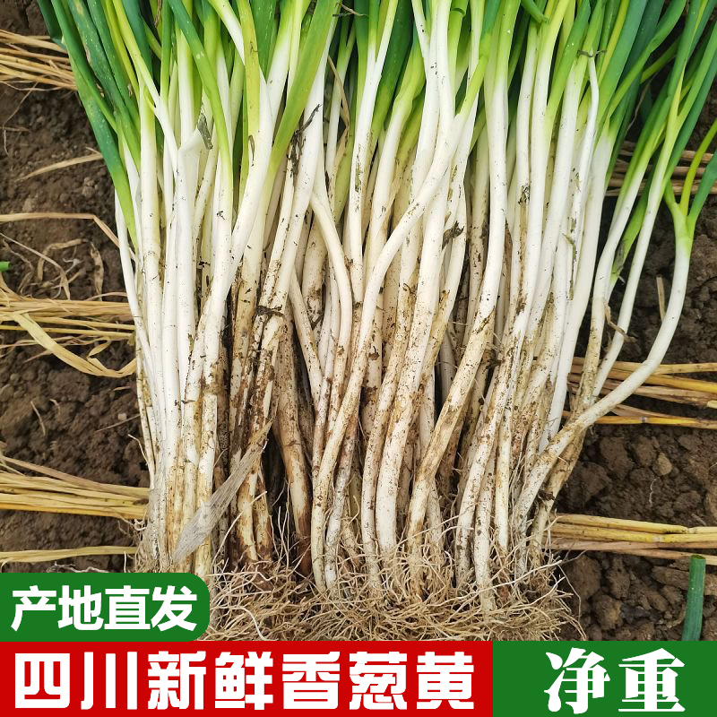 咗酱爷四川新鲜葱黄大葱现挖现发1斤/2斤/3斤
