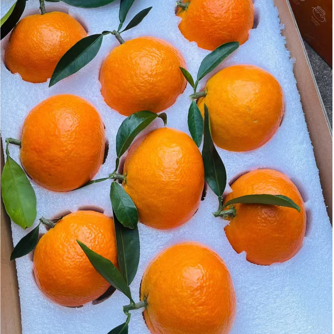 产地正宗【象山红美人】品种日本（大棚种植）现摘现发（顺风包邮）