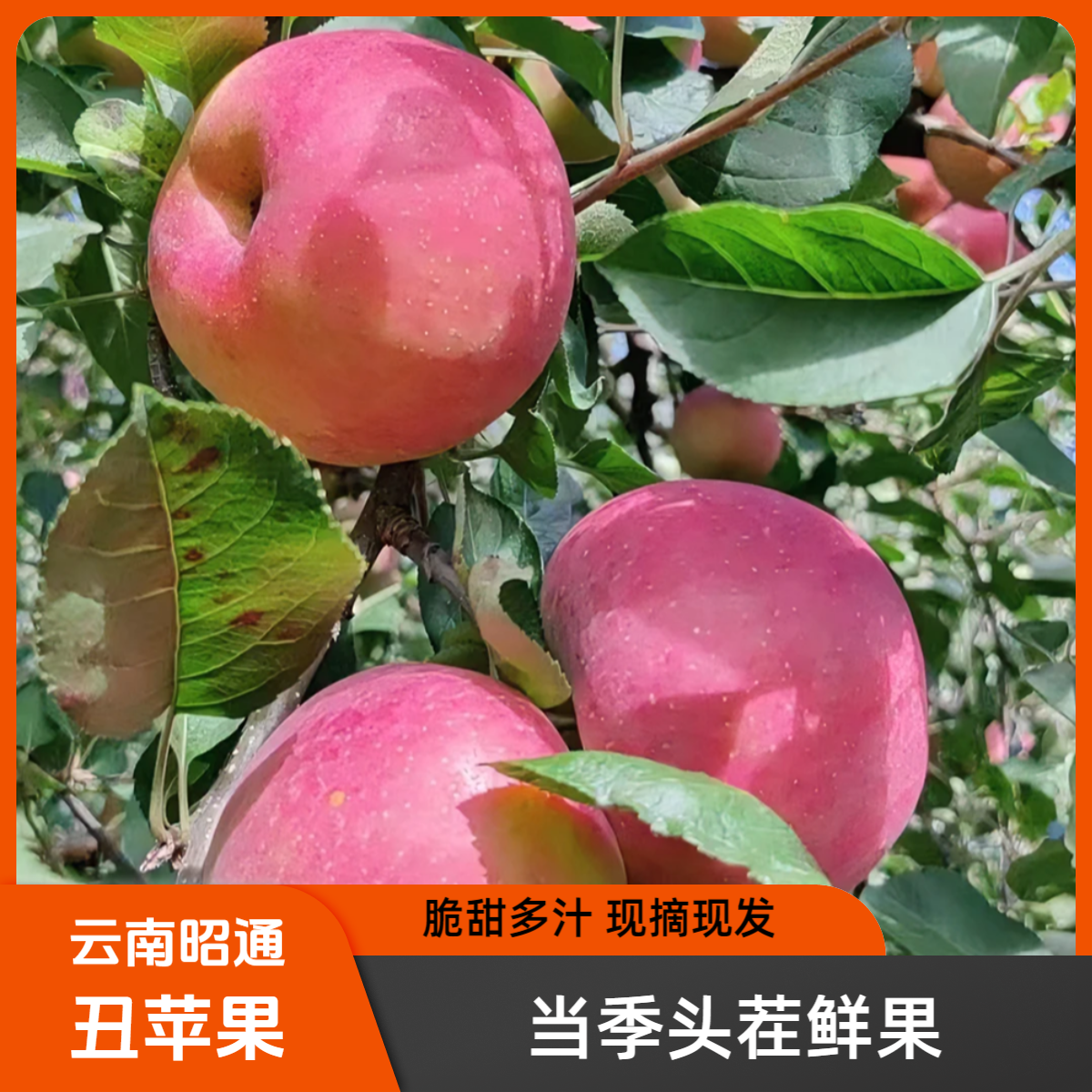 云南昭通富士丑苹果 当季头茬鲜果 脆甜多汁（2001苹果）售后无忧