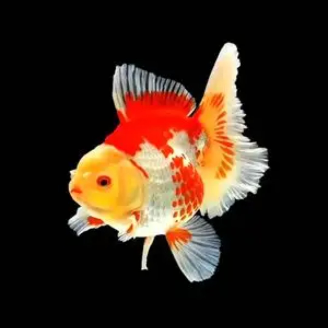 精品泰狮兰寿金鱼（无开箱视频不售后）
