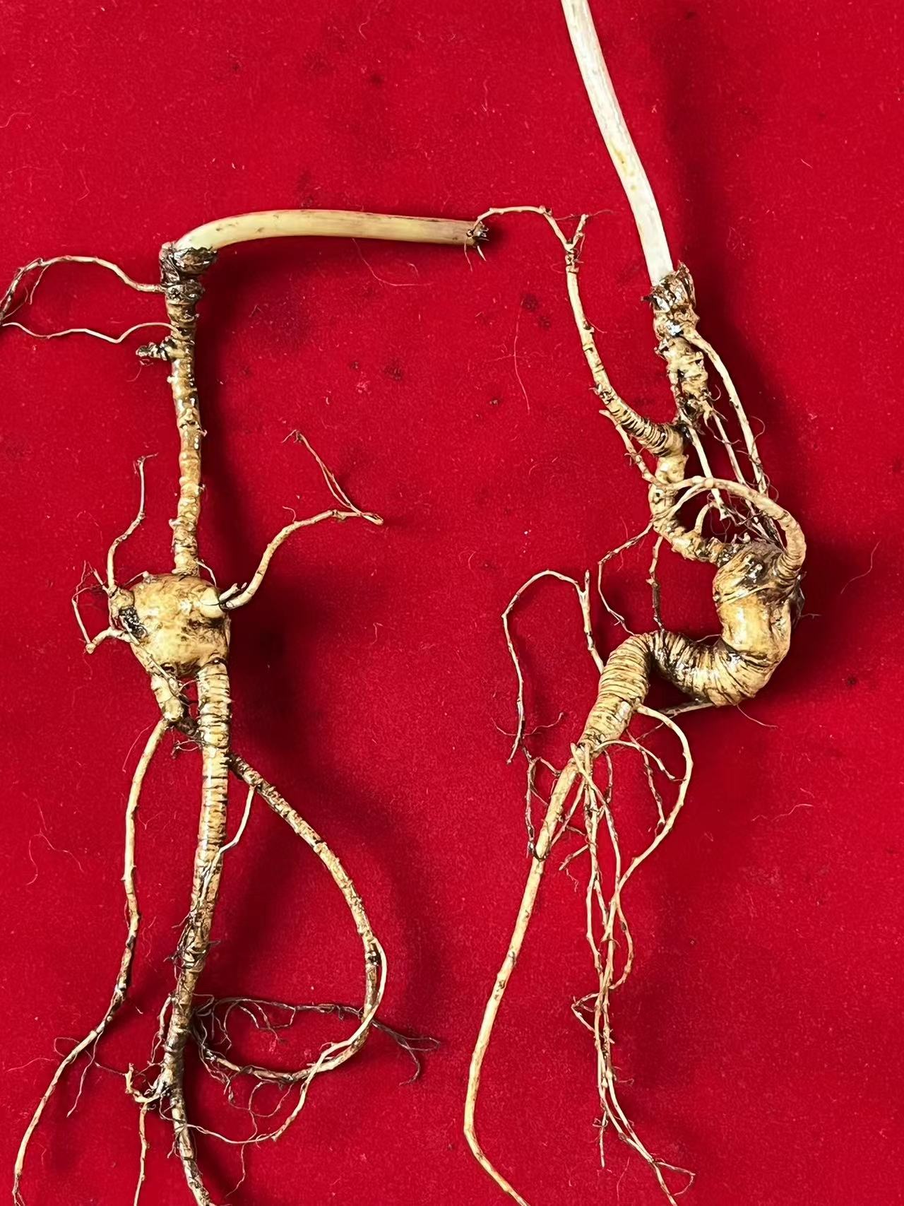 长白山人参林下参高龄林下人参【一物一拍】