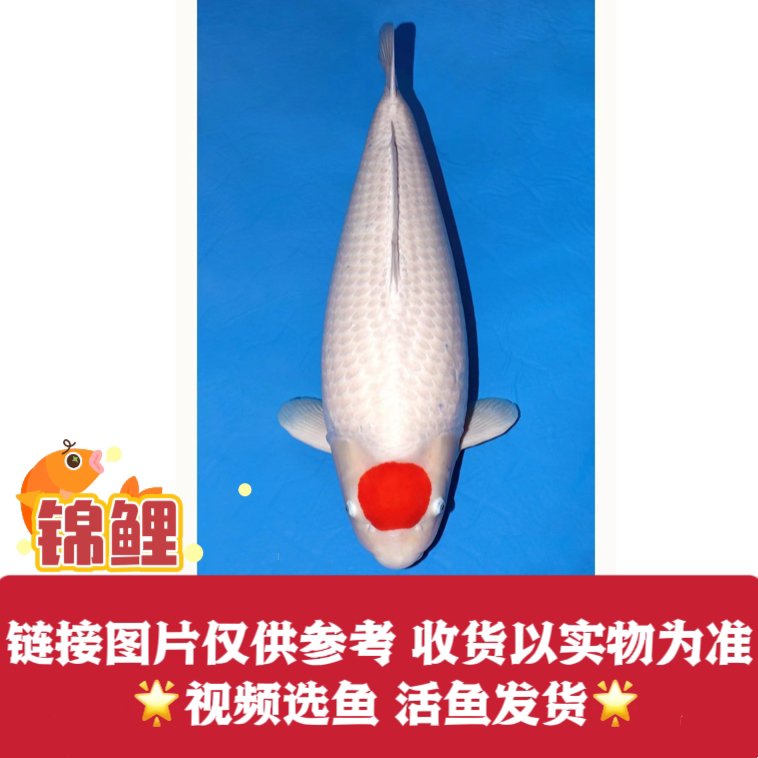 锦鲤鱼观赏鱼招财鱼淡水鱼锦鲤