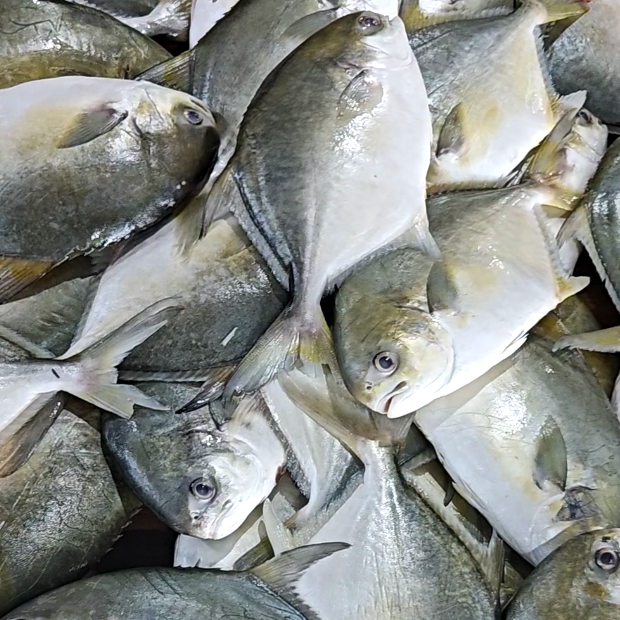 【广东汕尾深海大号金鲳鱼干】300g~350g