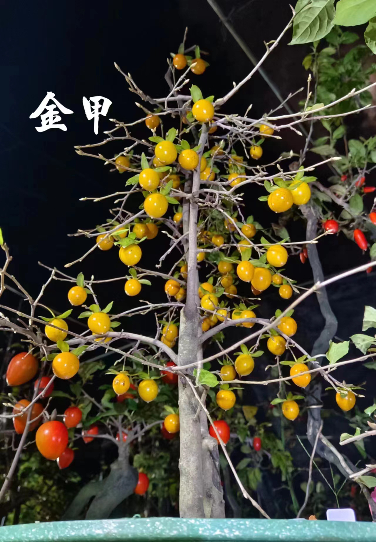 老鸦柿盆景素材直播间整数拍（下单前咨询客服）