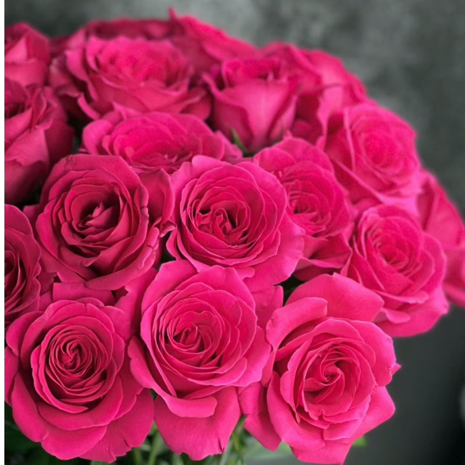 【弗洛伊德】独颗大花浓香玫红色月季玫瑰