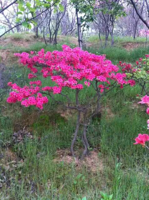 大别山映山红华贵