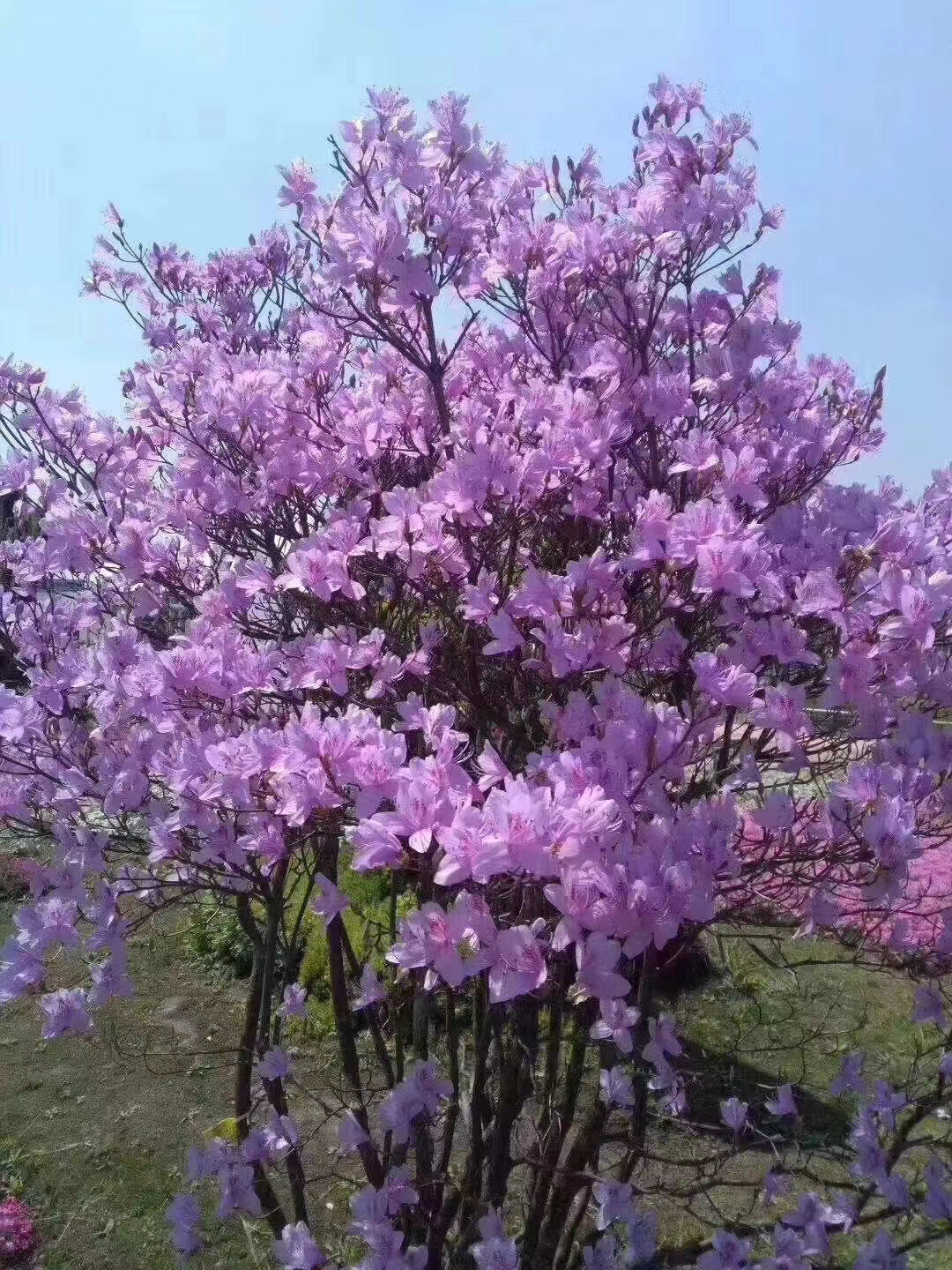大别山腹地映山红