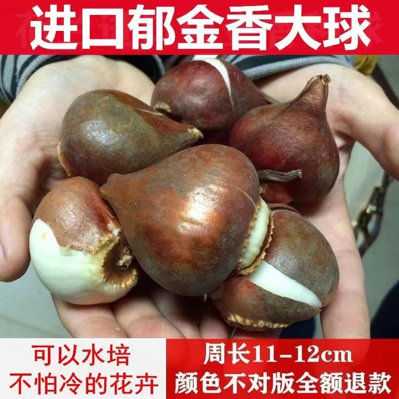 【正宗郁金香】荷兰进口水培郁金香大种球土培室内外耐寒花卉种子