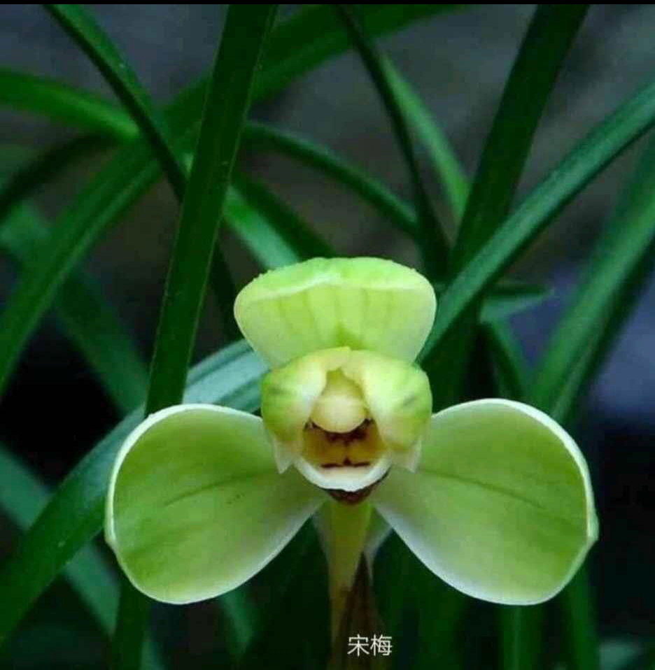 春兰名品宋梅 老八种之首，一盆七八苗带花苞