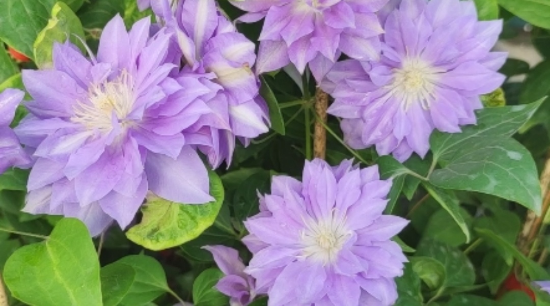 钻石球大花铁线莲小苗