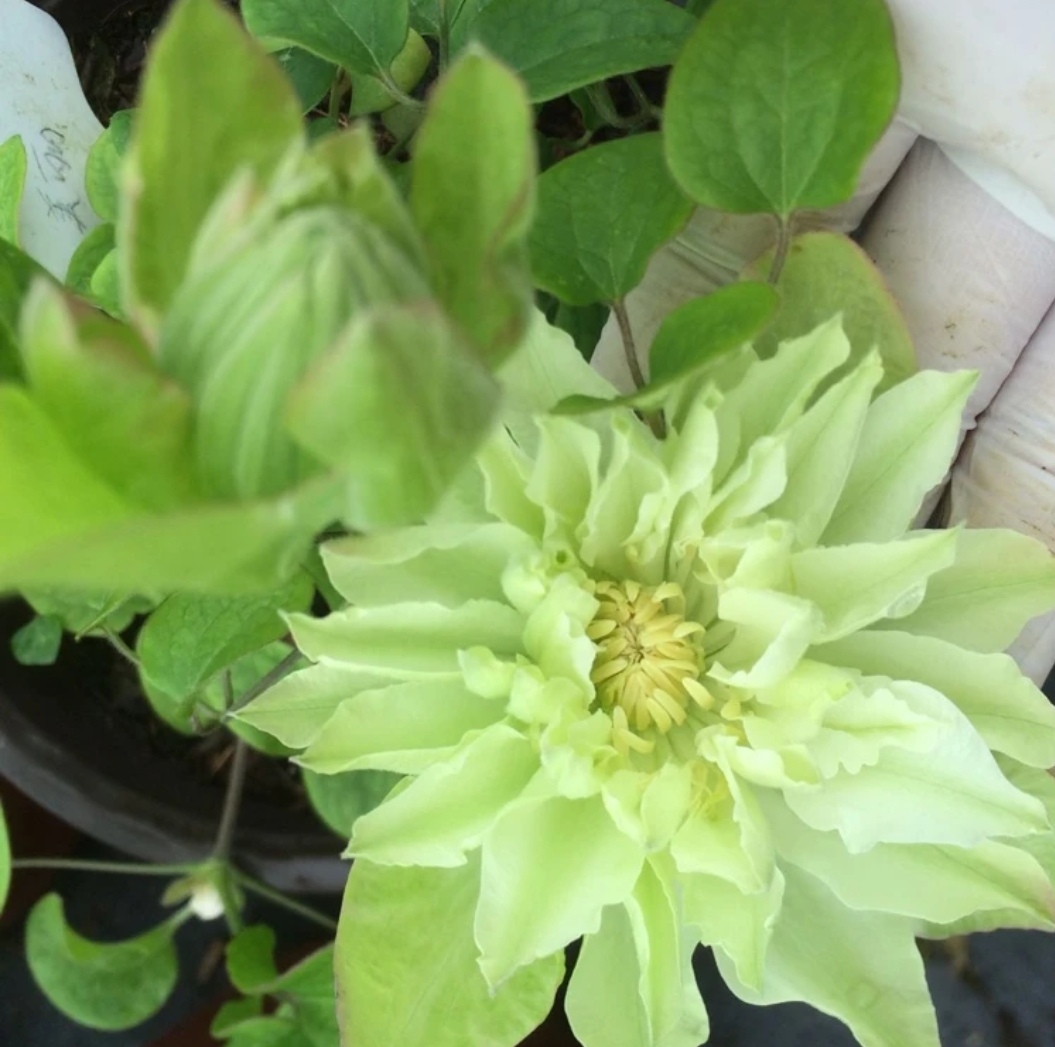 美登丽重瓣绿色大花铁线莲小苗