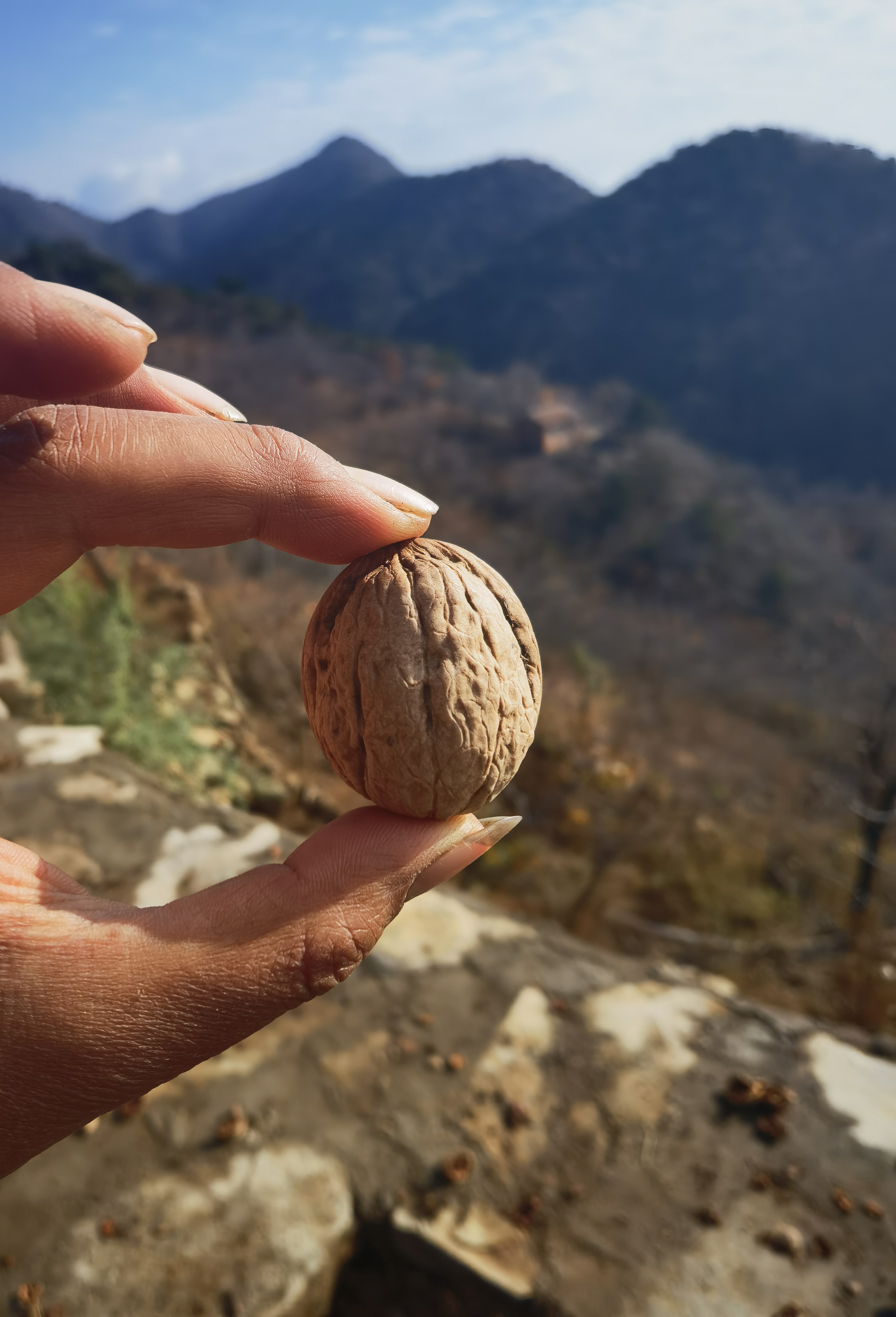 蓟县大山核桃，新品种小清香，自然生长，果肉厚实，好吃