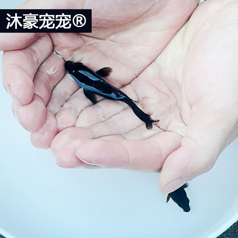 【黑金锦鲤】墨蝶锦鲤观赏鱼冷水鱼好养鱼耐活的鱼苗活体好看的鱼苗