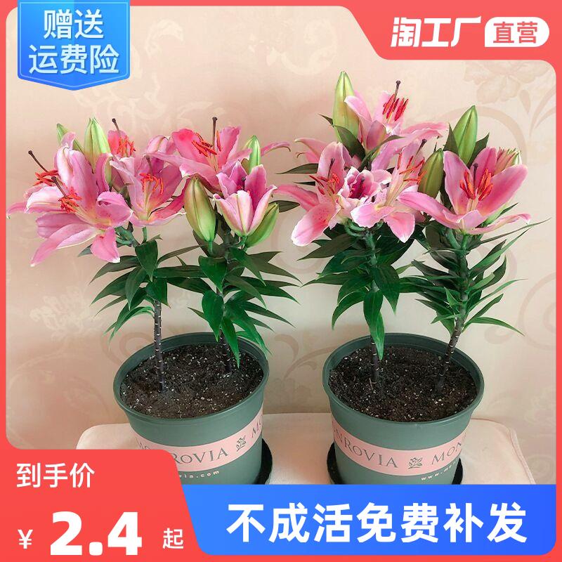 百合种球绿植盆栽香水花卉花苗阳台观花植物室内四季开花好养易活