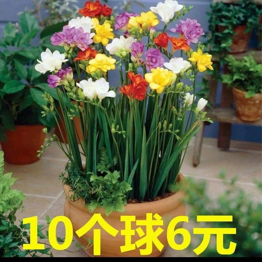 重瓣香雪兰种球小苍兰种子花卉盆栽植物庭院四季易活浓香型室内花