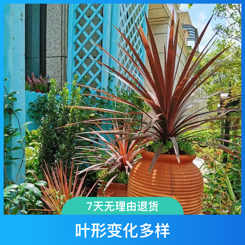新品澳洲朱蕉盆栽 彩虹朱蕉斗牛士耐寒耐热阳台庭院花园造景绿植