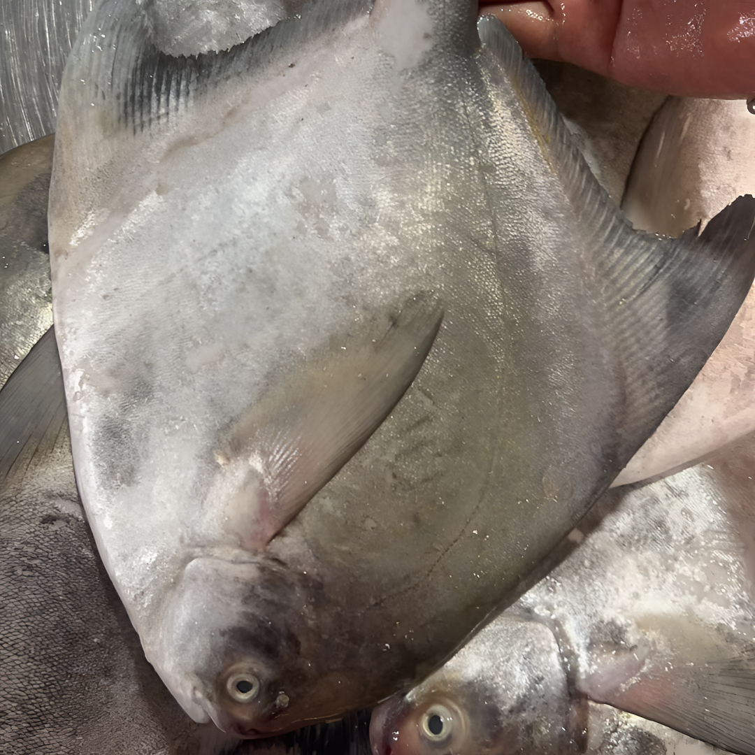 汕尾本港新鲜鲳鱼，肉质鲜美