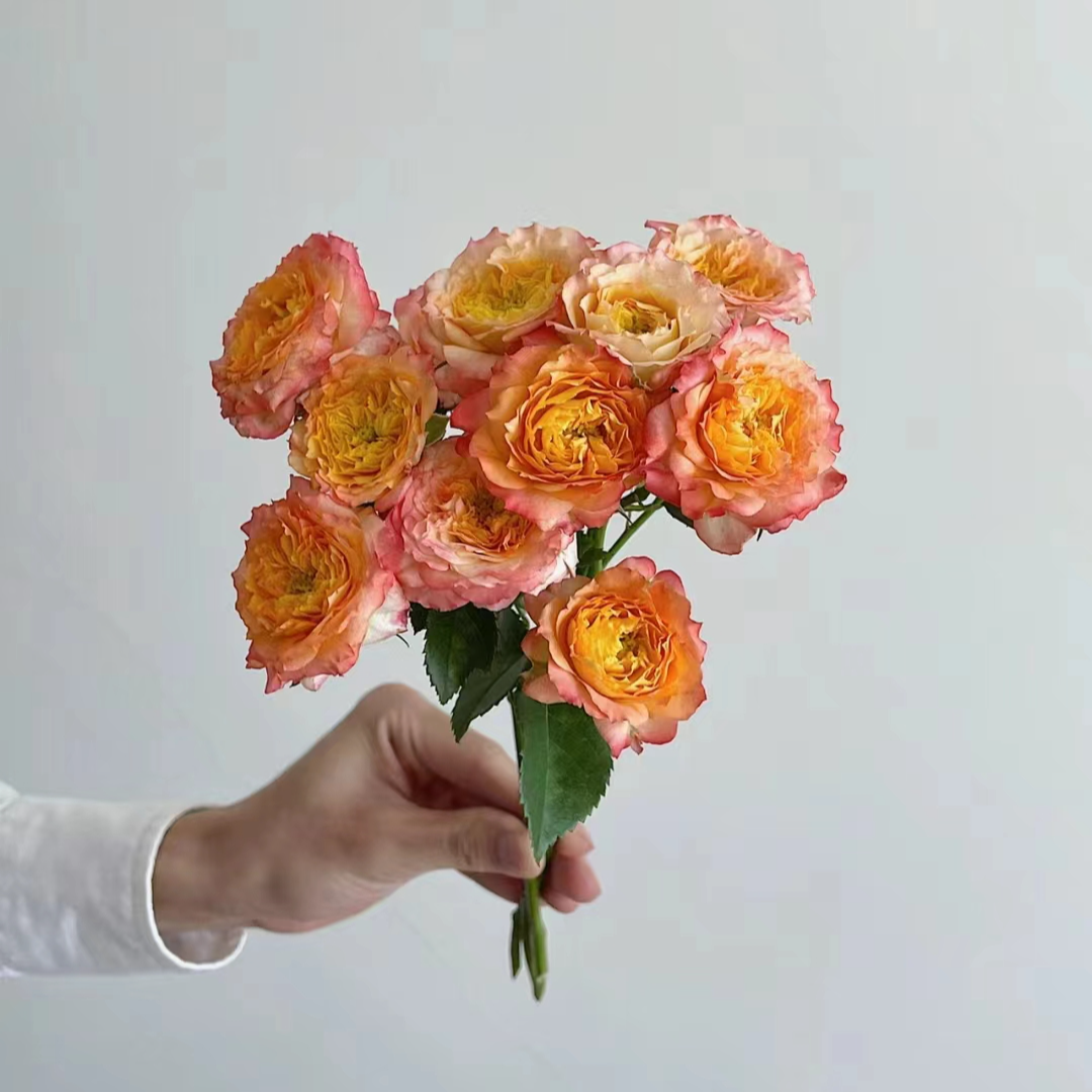 花小将 浪漫玫瑰面纱 灌木月季 庭院阳台