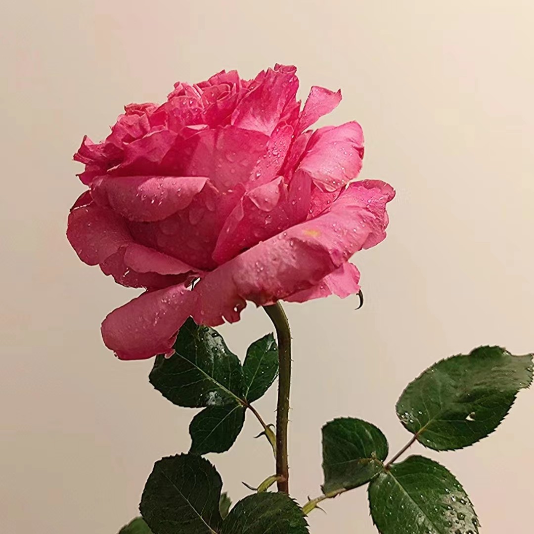 花小将   伊芙仙王座 切花月季 庭院阳台