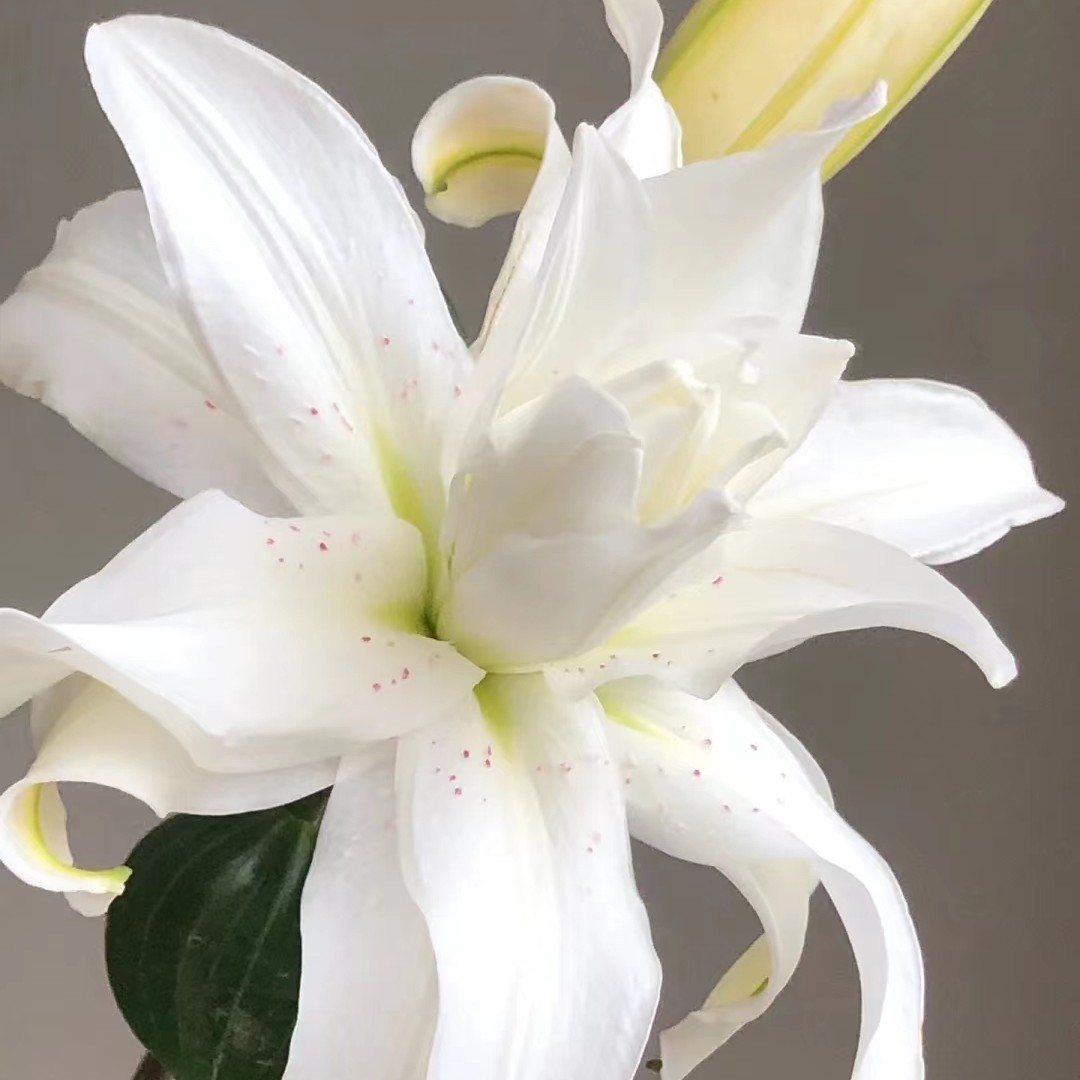 【若比邻优选】莲花美人重瓣百合 粉色麻点 昆明直发