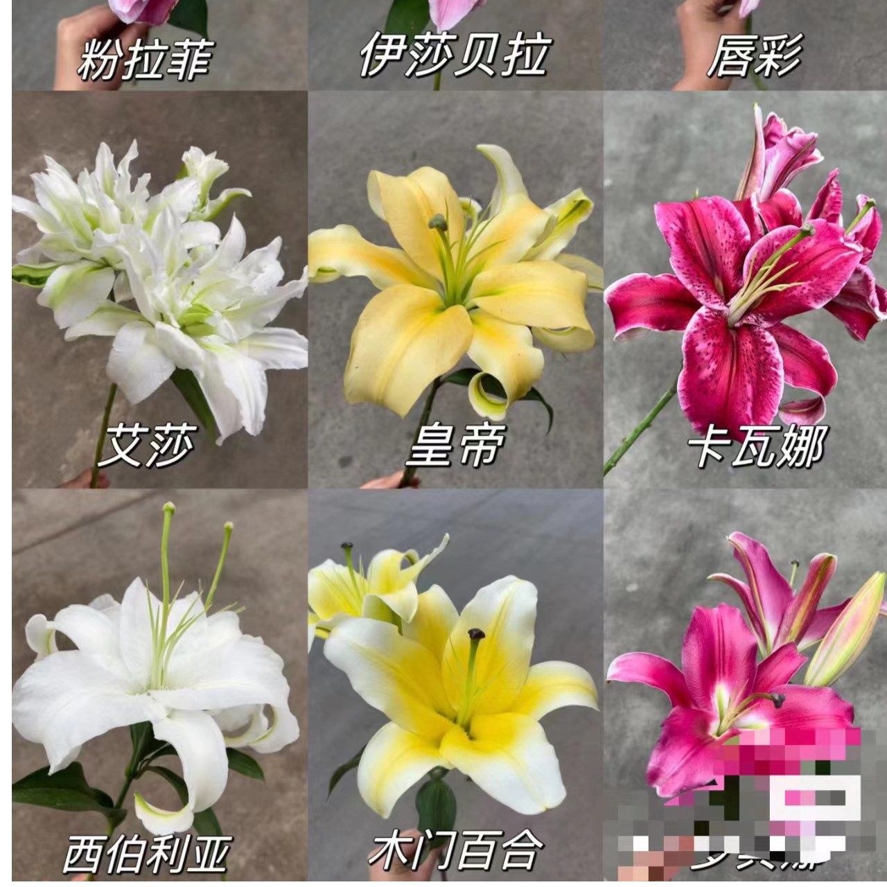 百合香水百合瑕疵花颜色随机【介意勿拍】鲜花