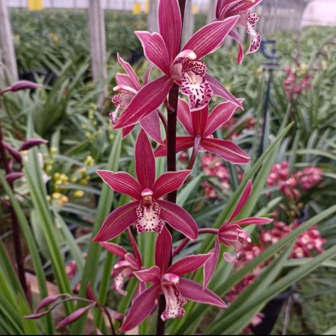 韩国小姐（带盆种好）