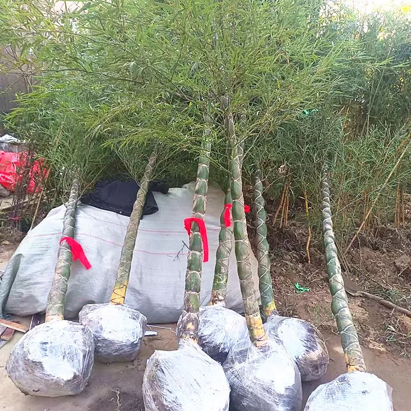 富贵龟背竹龙鳞竹 别墅庭院植物 珍稀竹 四季常青