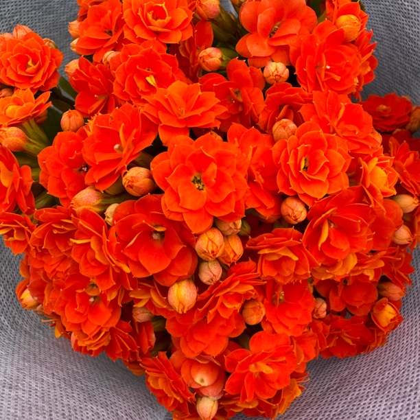 [卉雅—安尼斯] 重瓣大花长寿花室内盆栽懒人花（120盆）基地直发