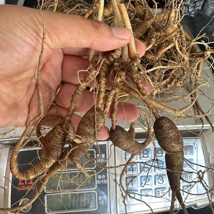 【丛胖】改价连接 以直播间为准 正宗林下参 